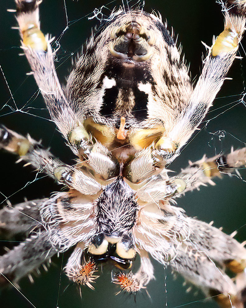 Garden cross spider
